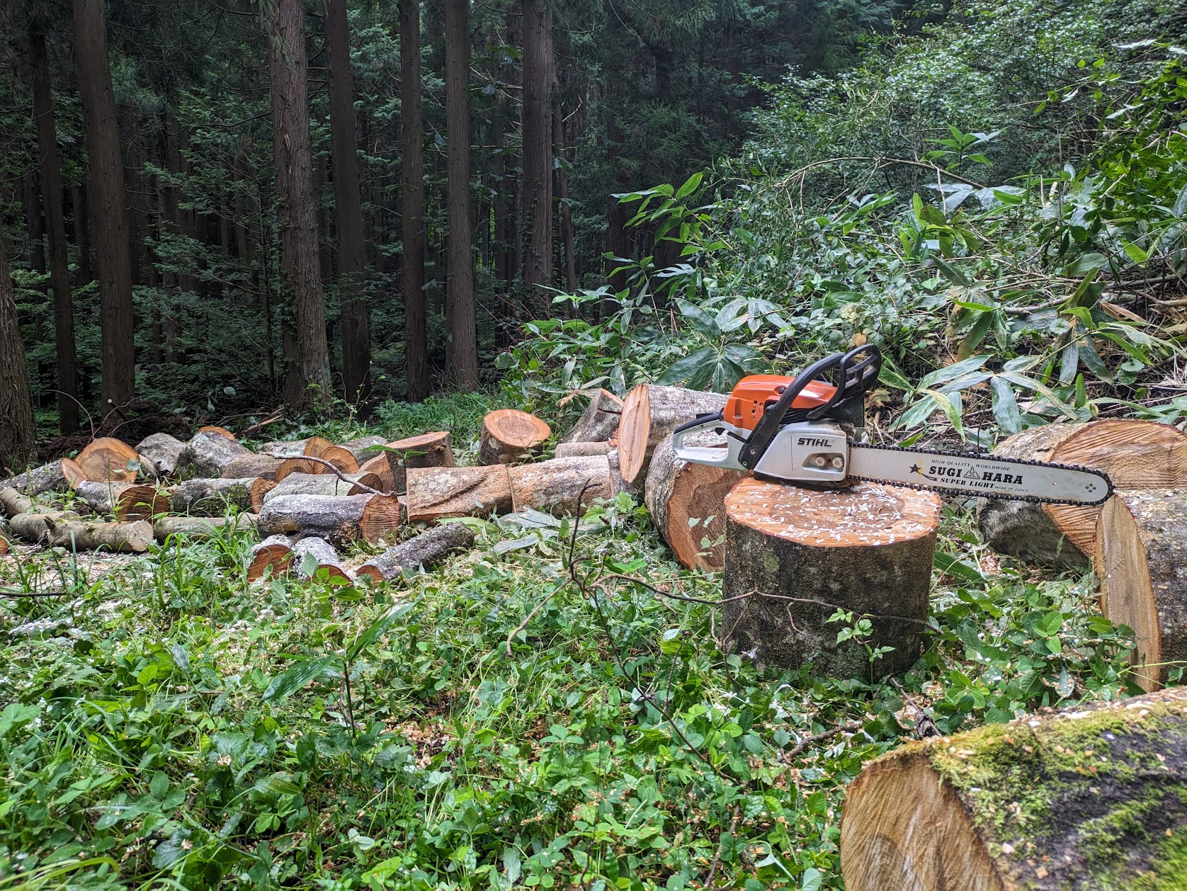 The Architect Was the Forest