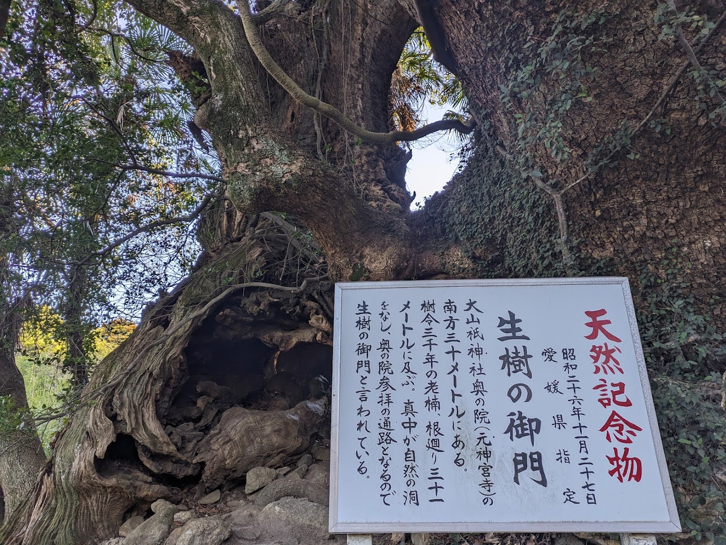 3,000-year-old camphor tree at Oyamazumi Shrine, Omishima